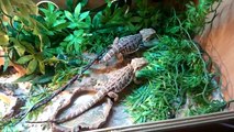 Bearded Dragons - Locust Feeding Frenzy! Cute animal video