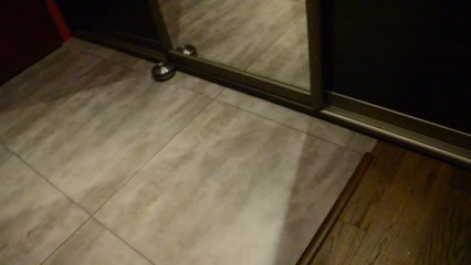 Pug puppy desperately wants to play with reflection