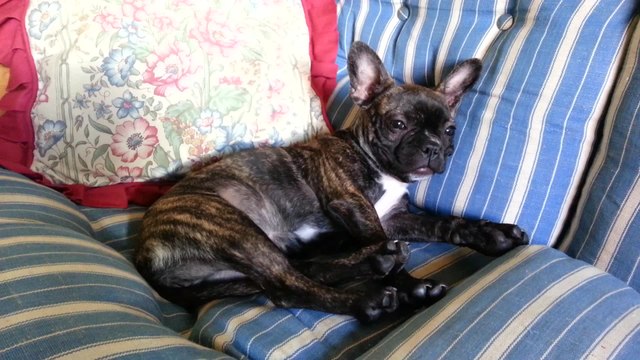 Exhausted puppy caught snoring loudly