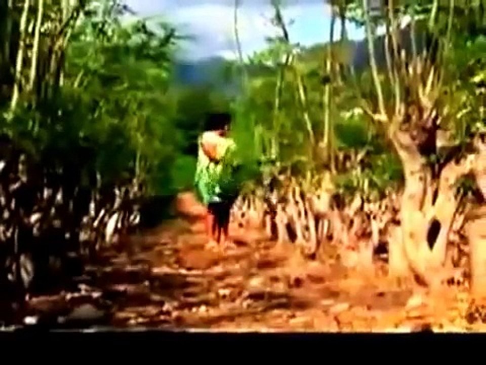 Discovery Channel documentary Moringa The Miracle Tree 360p