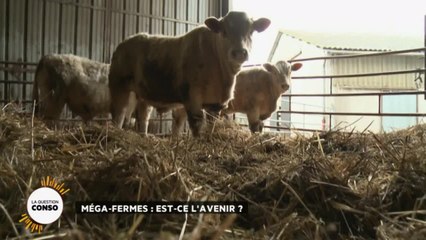Méga-fermes : est-ce l'avenir ?