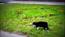 Cat vs Dog Must Watch who Wins HD - YouTube