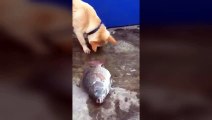 Balıkları Yaşatmaya Çalışan Köpek.Mükemmel