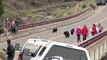 Black bear mom chases Yellowstone tourists who get to close too her babies