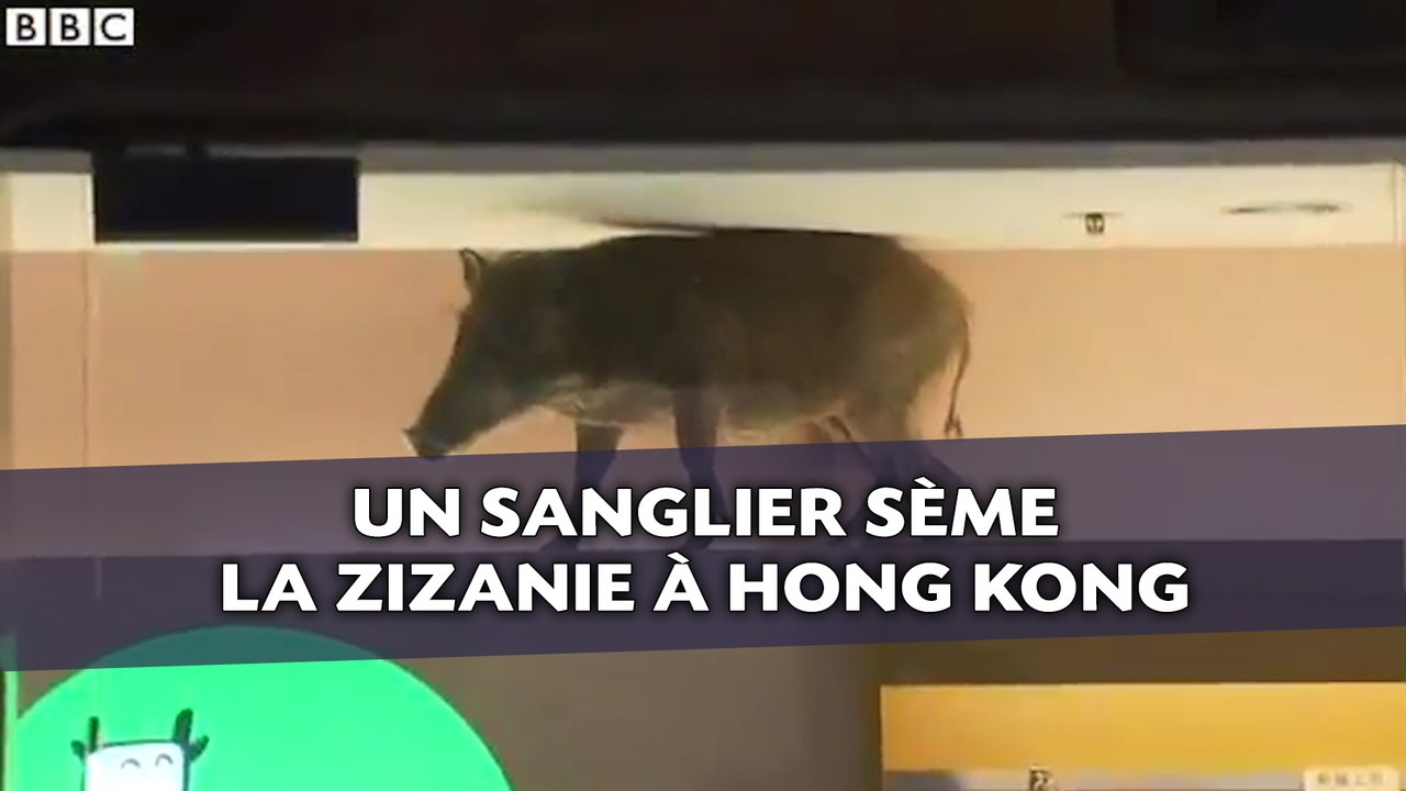 Un sanglier sème la zizanie à Hong Kong