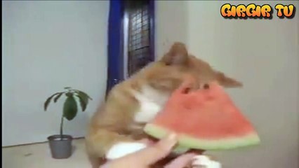 Karpuz Yemeye Doyamayan Kedi...