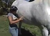 Angeli Carriages - horse getting belly button scratch.flv
