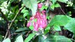 Royal Botanical Garden Peradeniya | Go Places Sri Lanka