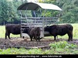 Galloway-Rinder, Galloway Cattle
