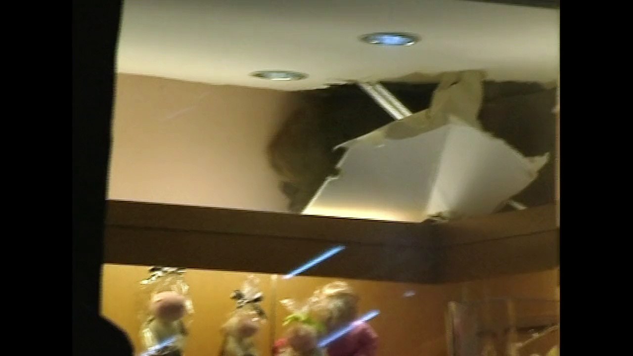 Un sanglier sème la panique dans la jungle urbaine de Hong Kong