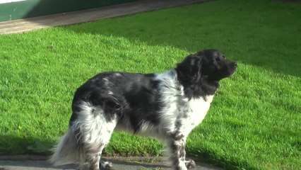 Dog majestically enjoys wind in face