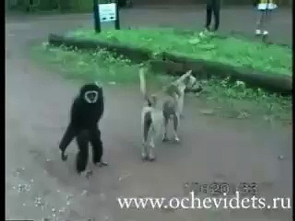 Singe Vs Chien