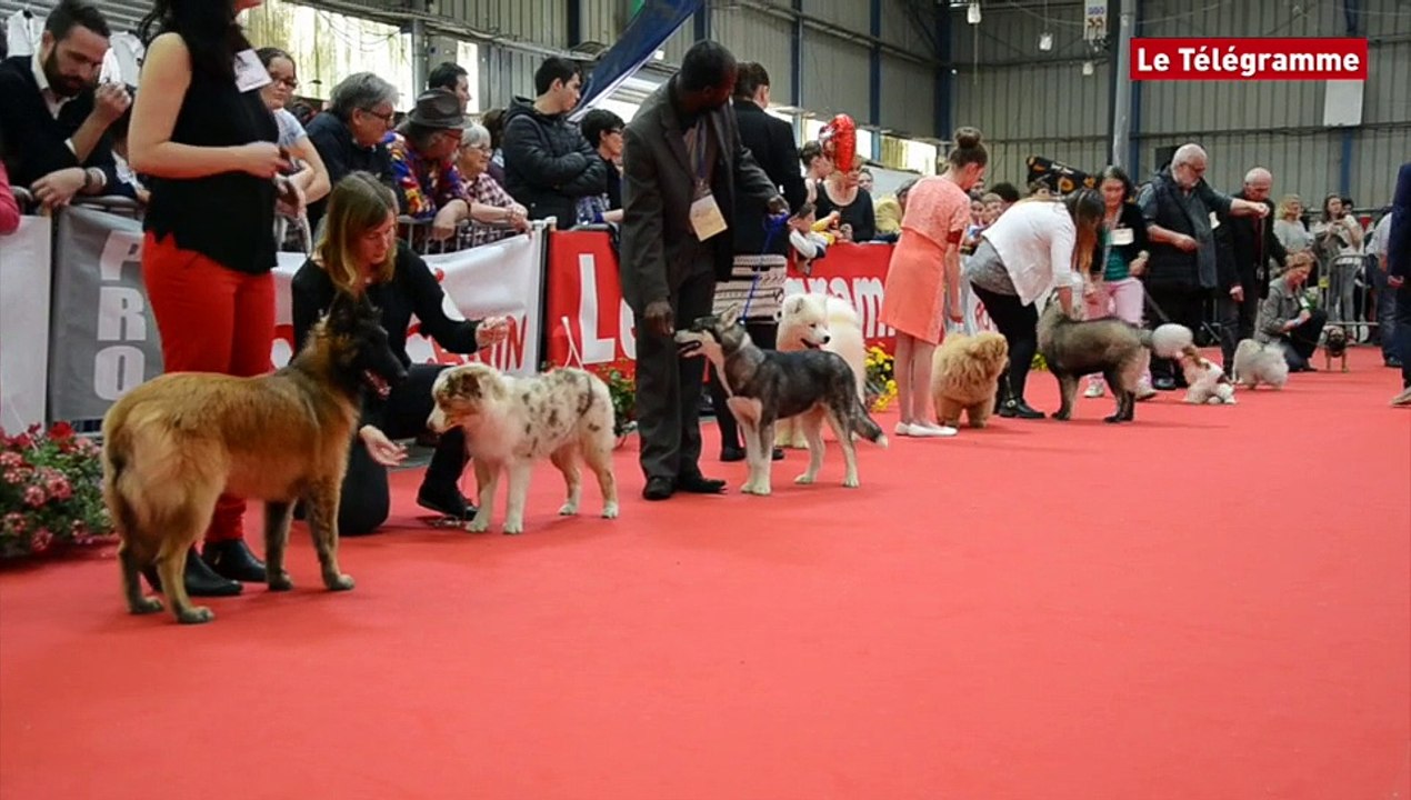 Saint-Brieuc. 2.245 chiens de race réunis pour l"exposition canine