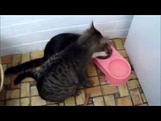 Cat trying to push other cat out of food bowl