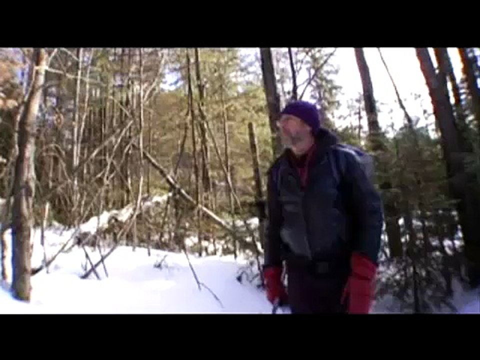 Bear Attack
