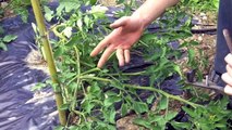 Coltivazione pomodori, manutenzione e scacchiatura