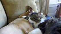 Cat Cuddles with Sleepy Dog