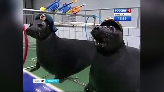 Les phoques soldats de l'armée russe répètent un spectacle original