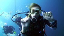 HD Underwater Video Footage - A Week of Diving with Whale Sharks @ Koh Tao, Thailand by Liquid Media