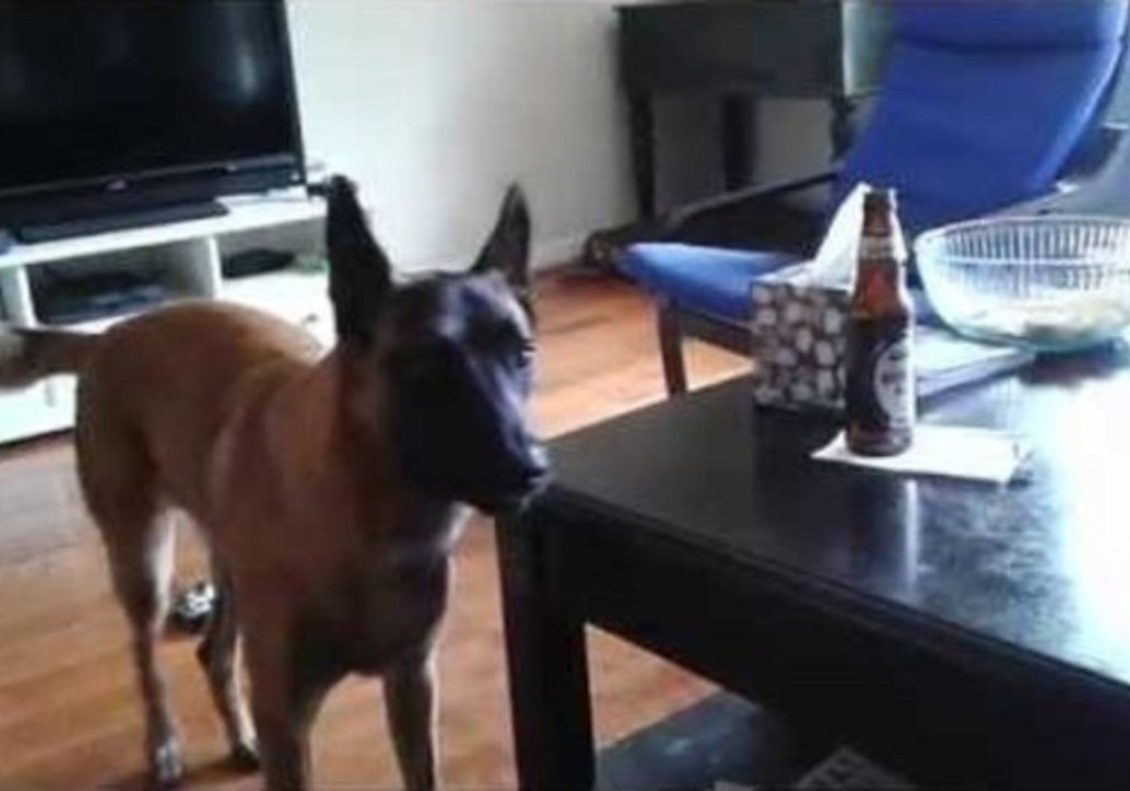 Passive-Agressive Pooch Lets You Know When He's Ready for His Walk