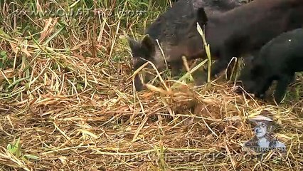 Python kills Wild Boar