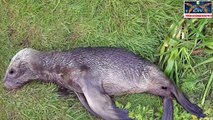 500 Nearly Dead Sea Lion Pups Washed Ashore In California