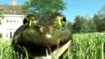 Frogs Yelling Like Humans - The Ultimate Frog Yelling Compilation