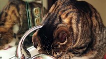 Klaus the Cat Washing His Hair and Drinking From the Sink