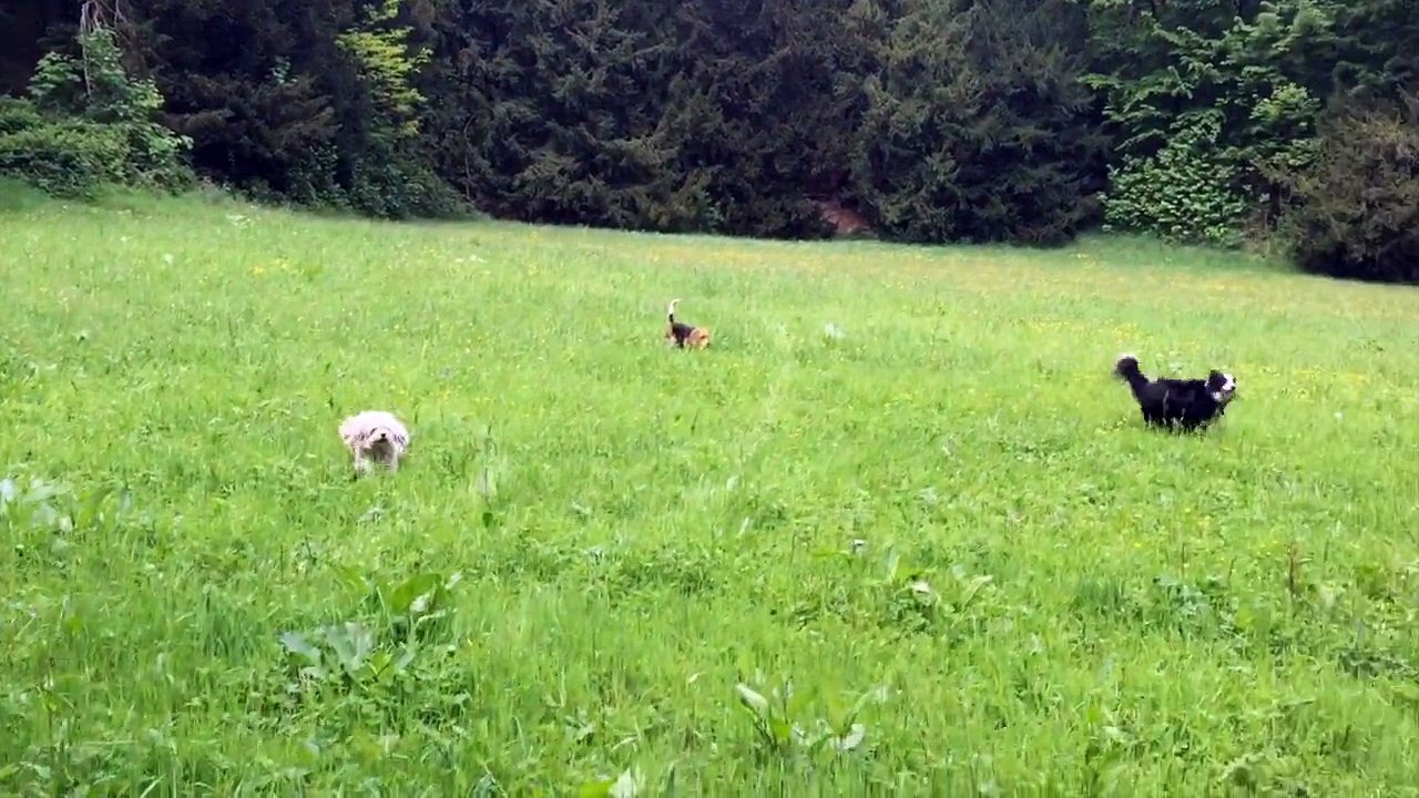 Happy funky dogs