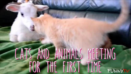 'Cats and Animals Meeting for the First Time' Compilation 2015 - FunnyTV