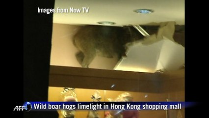 Wild boar hogs limelight in Hong Kong shopping mall