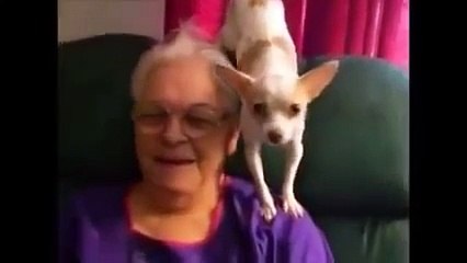 チワワの赤ちゃんが超絶可愛い！　誰もが最高に癒される動画　chihuahua funny cute baby compilation