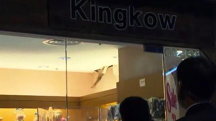 Wild Boar Tears Through Children's Shop - NBC News.com