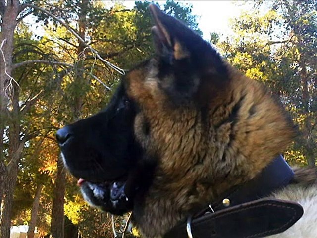 American akita best sale mustang