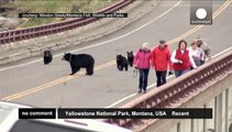 Tourists chased by bears