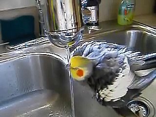 Thomas the cockatiel takes a bath
