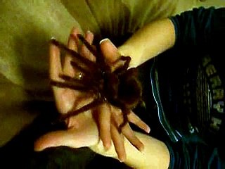 GOLIATH TARANTULA HANDLING  Theraphosa blondi