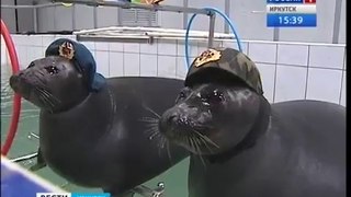 Funny Videos: Russian Seals Are Ready For War