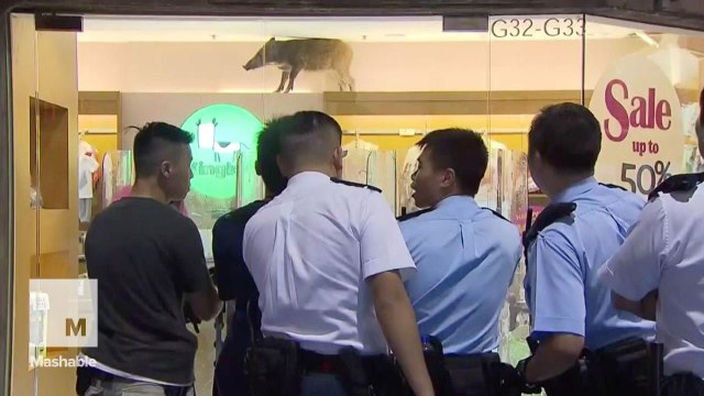 A wild boar fell the from ceiling in the middle of a shopping mall