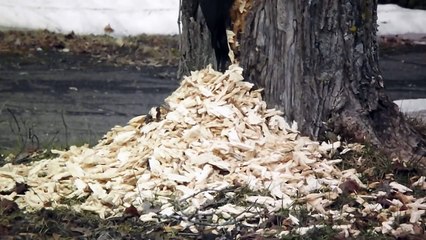 İşini fazla ciddiye alan ağaçkakan