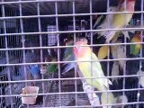 Cruel & iIlegal Business of  Animals being done at Crawford Market,Mumbai