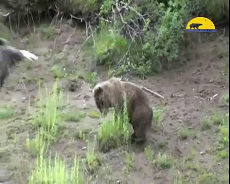 Eagle Attack Went WRONG HD