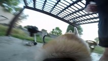 GoPro Fetch Dog Harness Mount - Dog Chase Video