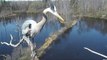 Tree-top view of Great Blue Herons in amazing double flight to nest