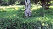 Un léopard hisse un zèbre en haut d'un arbre