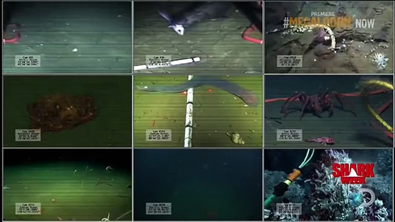 Megalodon Shark Caught On Camera   62 Feet Long Shocking