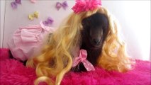 Adorable dwarf goat models various hairstyles