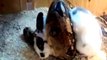 Boa Constrictor Eating Rabbit *vid is graphic* u holierthanthou types dont watch