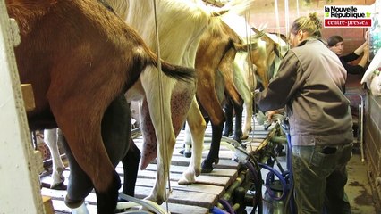 VIDÉO. Vendeuvre-du-Poitou. Un chabichou d'exception