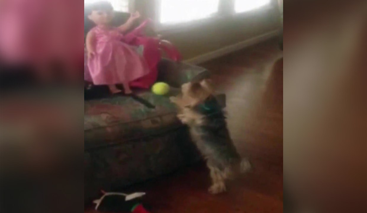 Un petit chien veut jouer à la balle avec une poupée